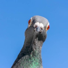 PRISKILLA