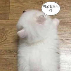 겸희