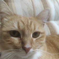 Сергей Стародубов