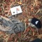 Magpie Robin