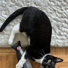 frankie_cat