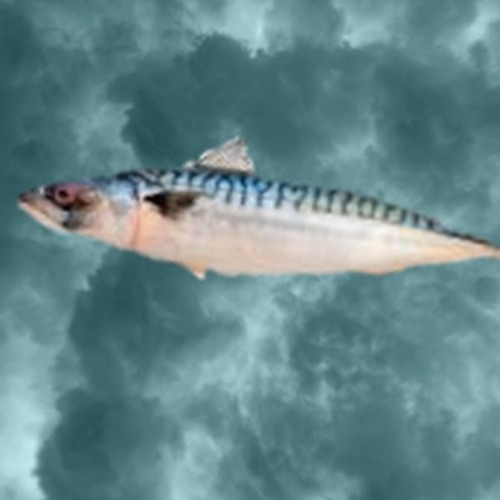 mackerel’s avatar