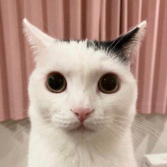sploob