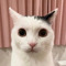 sploob