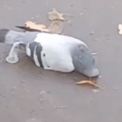 kurlik