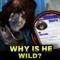 WHY IS HE WILD?
