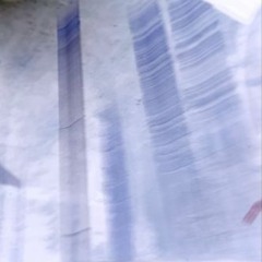 Kiwi_rexo