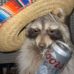 kettyracoon_00