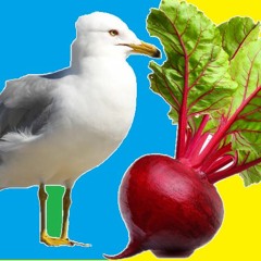 Mouettes & Betteraves