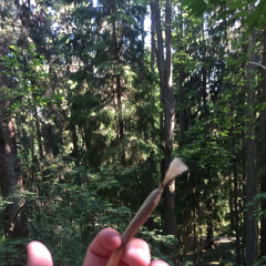 forest