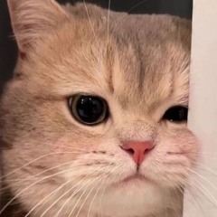 냥냥이