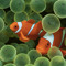 clownfish