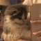 Puperchimo
