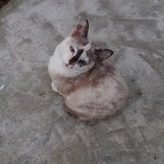 เ ห้้้อ ออ