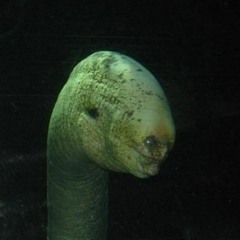 N̶̾͗ĕ̸̄o̶͒͝