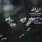 ام عمار