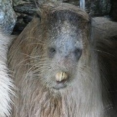 DonutCapybaraKingofShowersBioparkAsoNumber1Fan1234