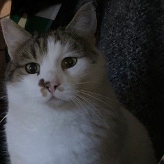 All cats are beauties