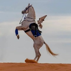 المُهَذَّبْ