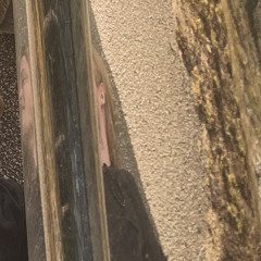 Adam Ekman