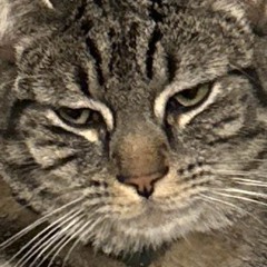 Disgusting Come Cit-e