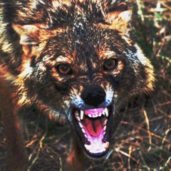 Jackal’s Grip