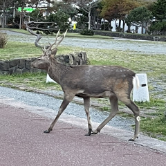 MUCH OF MADNESS,MORE OF SIN (THE CASE OF RUMANIA)