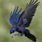 birdiee