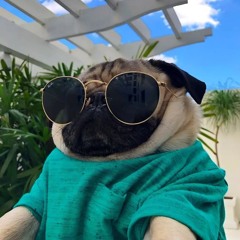 nettswagga
