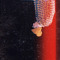 guidodevito