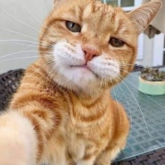 Abd EL_Rahman Mohamed