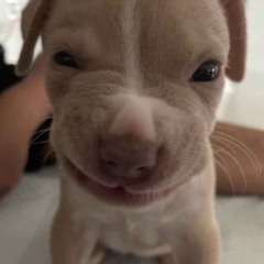 dedoggo