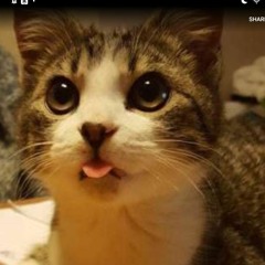 cute cat