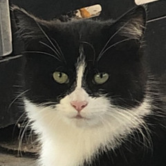 Calico