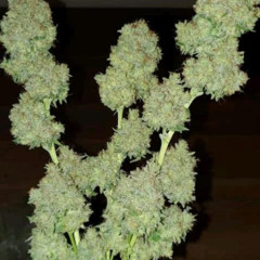 if you hate it leave