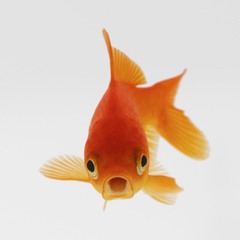 GOLDFISH_311