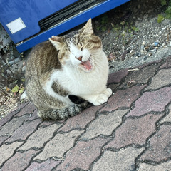 鯵