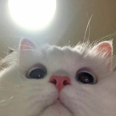 ilikecats