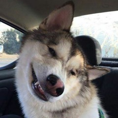 Dog Man