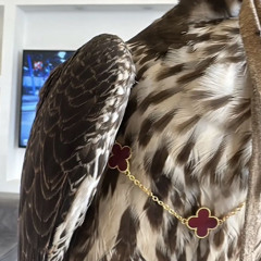 shaikah alshamsi