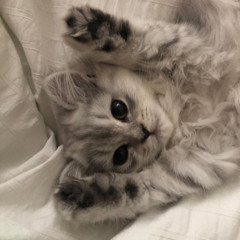 بُودكاست 🌷.