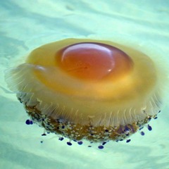 Egg