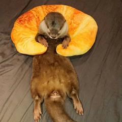 Otterlicious