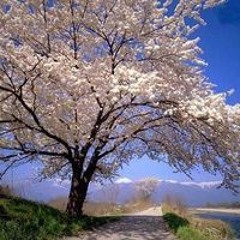 Satish Sharma
