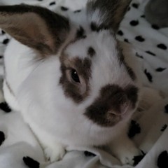 The bunny