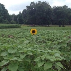 А. Отгонбилэг