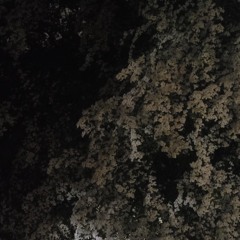 silenceofthegrahams