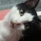 Snowball
