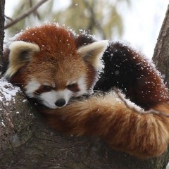 葵花