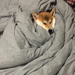 Thư